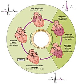 The cardiac cycle as correlated to the ECG