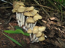 Psilocybe zapotecorum, a hallucinogenic mushroom