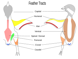 Feather tracts or pterylae and their naming