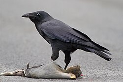 Corvids are highly opportunistic foragers. Here, a forest raven feeds on a Tasmanian nativehen hit by a car.