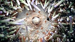 Dentition of a sea urchin