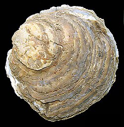 The edible oyster was named Ostrea edulis in 1758.