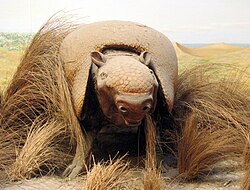 Model of N. ornatus in Museo de La Plata