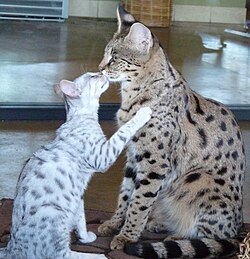 Two savannah cats, a hybrid between the domestic cat (Felis catus) and the serval (Leptailurus serval). The larger of the two is an F1 hybrid, while the smaller is an F4 hybrid.