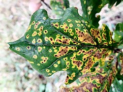 Leaf spot on oak. The spread of the parasitic fungus is limited by defensive chemicals produced by the tree, resulting in circular patches of damaged tissue.