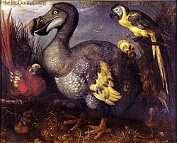 The dodo of Mauritius, shown here in a 1626 illustration by Roelant Savery, is an often-cited example of modern extinction.[28]