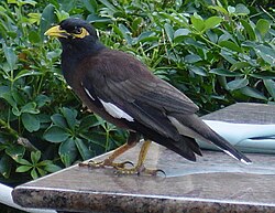 Common myna