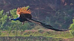 An Indian peacock in flight