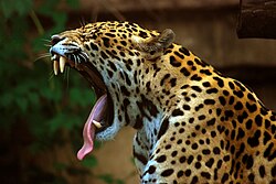 The jaguar has a powerful bite that allows it to pierce the shells of armored prey.