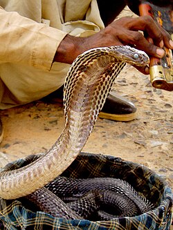 The Indian cobra is the most common subject of snake charmings.