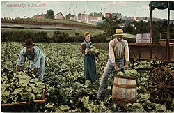 Gathering cabbages in the US, early 20th century
