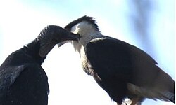 Black vulture preening a crested caracara, in Texas