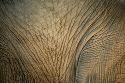 Asian elephant skin