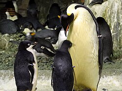 Two Adélie penguins and an emperor penguin at SeaWorld San Diego