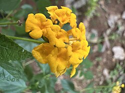 Yellow color Lantana flower from Neeleswaram, Kozhikode, Kerala, India