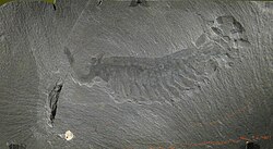 Well-preserved basal arthropod Opabinia from Burgess Shale Lagerstätte (Middle Cambrian)