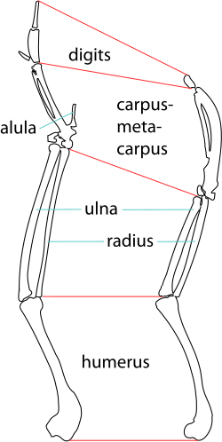 Drawing of the wing bones of an American white ibis (left) and Jamaican ibis (right). Bones are scaled such that the humeri are the same size to enable easier comparison of morphological changes.
