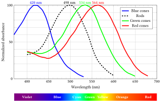 Normalized human photoreceptor absorbances for different wavelengths of light[3]