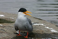 The black-bellied tern is endangered by human activities.