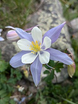Photograph of an Aquilegia coerulea flower