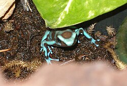 Captive female D. auratus.