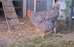 The Plymouth rock is one of the oldest chicken breeds in America- Rootrip the hen