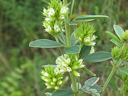 Lespedeza capitata inflorescences and leaves