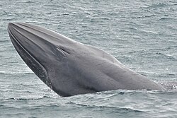 Brydes whale breaching in Baia de Castelhanos, north of São Paulo, Brazil