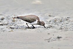 Common sandpiper (Actitis hypoleucos) probing for food in sand