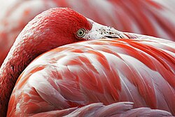 The red pigment in a flamingo's plumage comes from its diet of shrimps, which get it from microscopic algae.