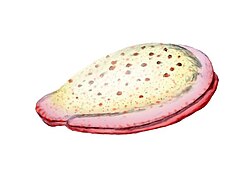 Current life restoration of Kimberella quadrata based on A.Y. Ivantsov's 2009 interpretation of the animal