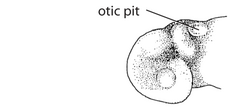 The otic placode on a developing embryo (about four weeks old)