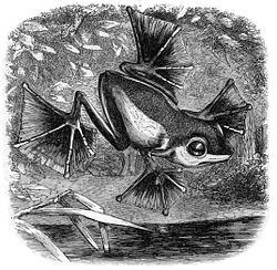 Illustration of Wallace's flying frog in Alfred Russel Wallace's 1869 book The Malay Archipelago