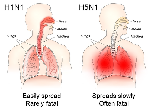 How the different sites of infection (shown in red) of H1N1 and H5N1 influences their transmission and lethality[42]