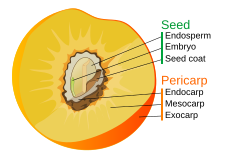 Scheme of a drupe