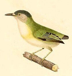 1847 illustration of Todirostrum ecaudatum (Myiornis ecaudatus)