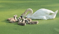 Mute swan adult and cygnets on a lake