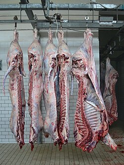 Practical use: cattle carcass in a slaughterhouse