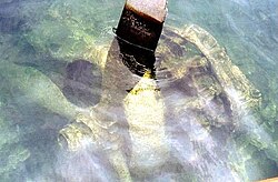 A PBY engine which had been hauled close to the shoreline. Image taken 1995