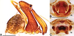 Eriauchenus milajaneae, a member of Archaeidae, also known as pelican spiders. A lateral view of a female and its genitalia.