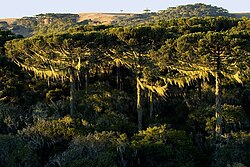 Araucaria forest in São Francisco de Paula