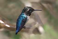 Adult male bee hummingbird, Cuba