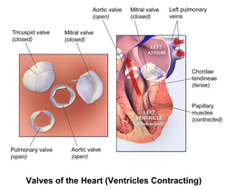Illustration of the valves of the heart when the ventricles are contracting.