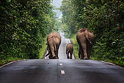 The population of Asian elephants in Thailand's wild has dropped to an estimated 2,000–3,000.[139]