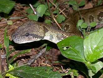 Sanzinia madagascariensis was moved to the genus Boa. To avoid having the same name as another snake, it was renamed Boa manditra. On further investigation, it was established that the move had been incorrect, so the original name was reinstated as the valid name.
