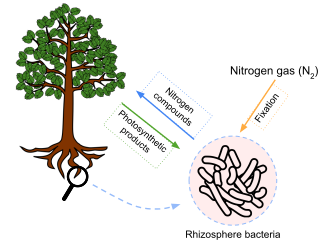 Mutualistic relationship between plants and nitrogen fixing bacteria found in the rhizosphere