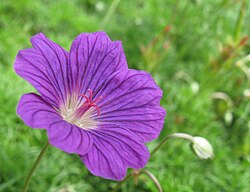 Geranium incanum, with an actinomorphic flower typical of the genus