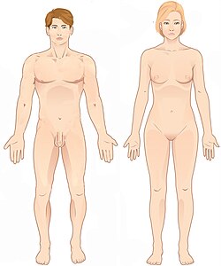 A male and female human in the standard anatomical position