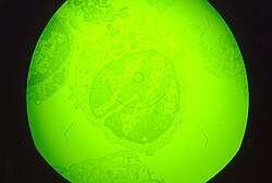 Macrophage cell in early stages of infection with ASFV