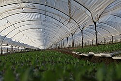 Seedlings in a green house. This is what it looks like when seedlings are growing from plant breeding.